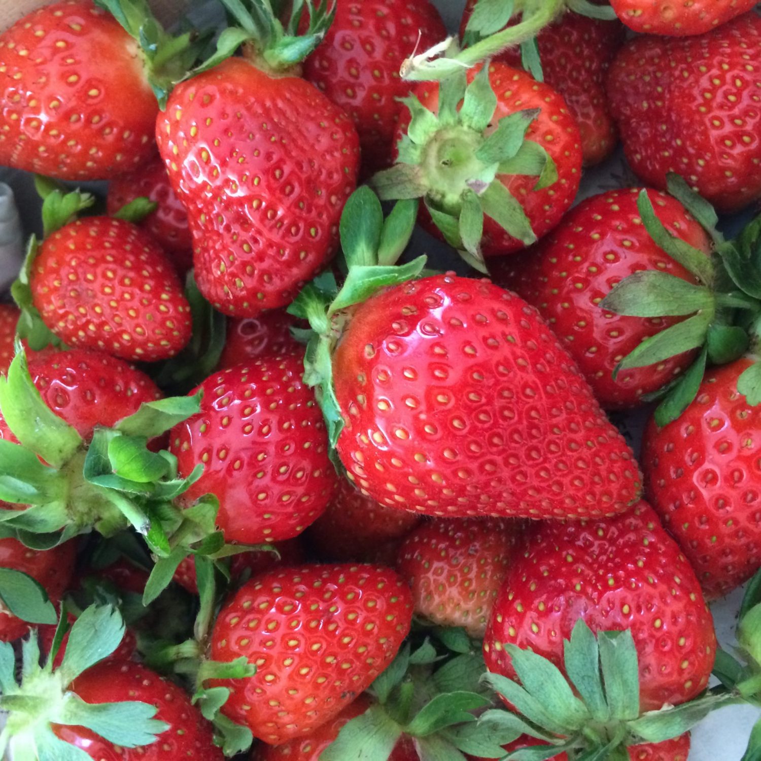 fraises fruits